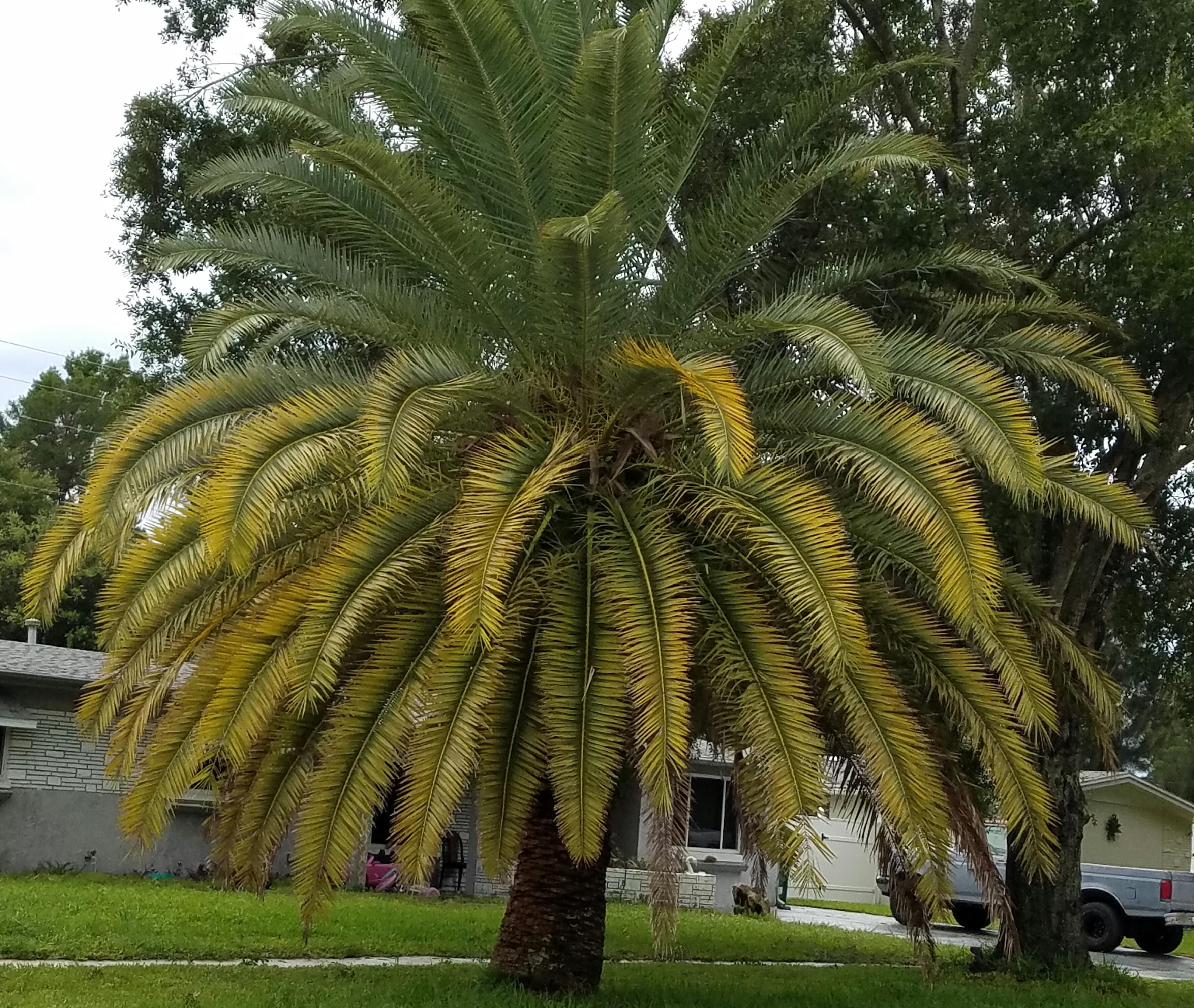 Learn how to grow garden palm trees in the country (tips for beginners) Learn how to grow garden palm trees in the country (tips for beginners)